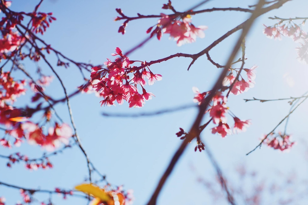 Bầu trời Đà Lạt trong xanh, tiết trời lành lạnh, mai anh đào hồng thắm rực rỡ, cảnh tượng say mê không còn gì bằng. (Ảnh: Đỗ Tuấn)