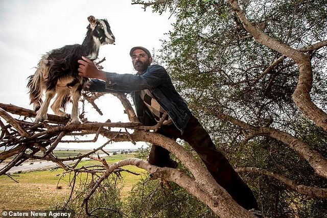 Một người dân buộc dê lên cây để du khách chụp ảnh