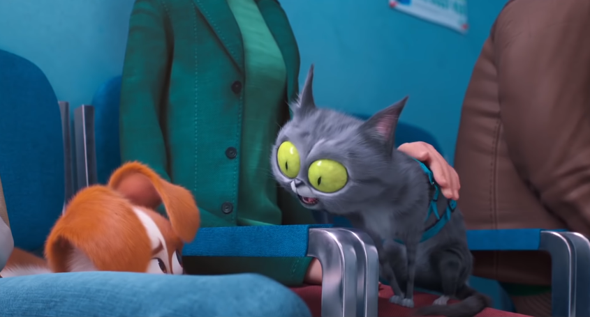 Chú mèo bị chứng rối loạn ứng xử…