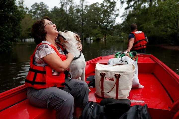 Chú chó Cooper bày tỏ tình cảm với bà chủ khi cả hai cùng di chuyển tới vùng đất cao ráo hơn.