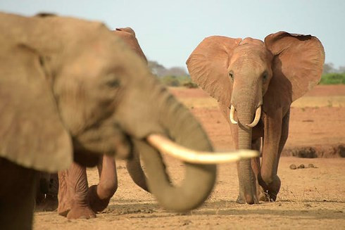 Voi gây ra khoảng 100 ca tử vong mỗi năm. Dù là loài động vật ăn cỏ nhưng chúng có thể tấn công người nếu bị kích động.