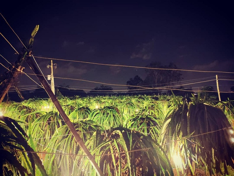 Vườn thanh long về đêm được thắp đèn sáng trưng trông càng lung linh hơn. (Ảnh: Tranlinh_xx03)