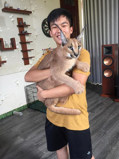 Mỗi bé Linh miêu tai đen có giá khoảng 200 triệu.