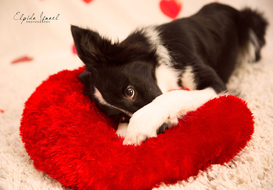 Phát ghen với 3 chú chó có bộ ảnh Valentine siêu dễ thương! ảnh 2