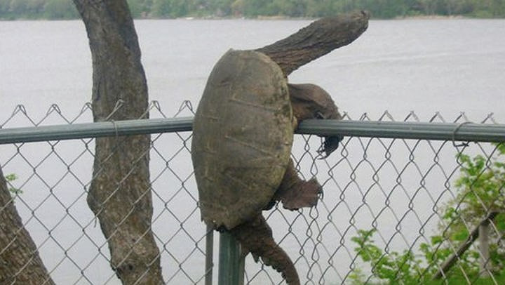 "Cố lên, phía bên kia hàng rào là cả một trời tự do".