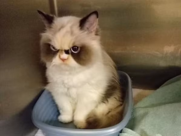 Meow Meow – chú mèo mới, được coi là “cau có nhất thiên hạ”.
