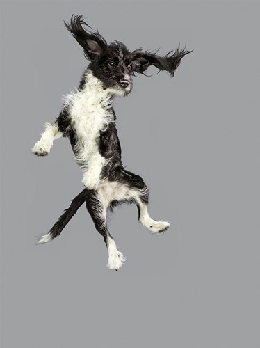 "Vâng, tôi có thể bay".