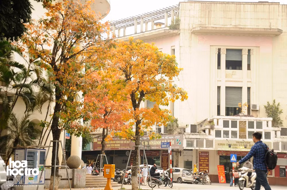 Một loài cây khác cũng có thời điểm thay lá tương tự bằng lăng là cây lộc vừng.