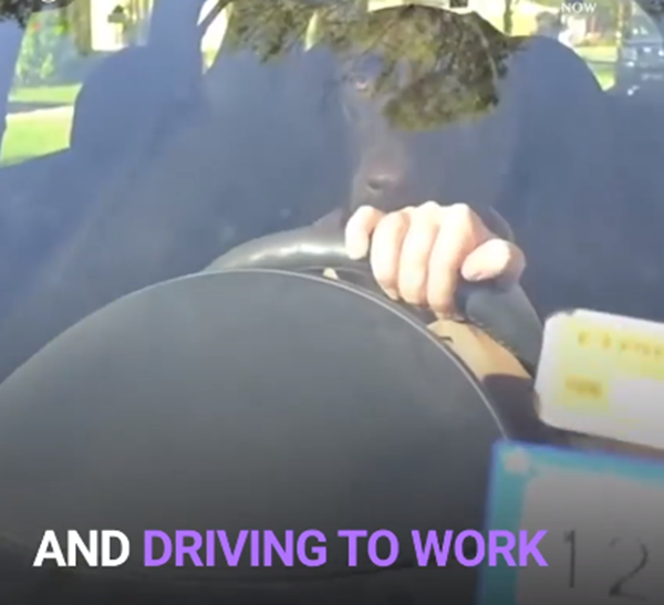 Và lái xe đi làm...