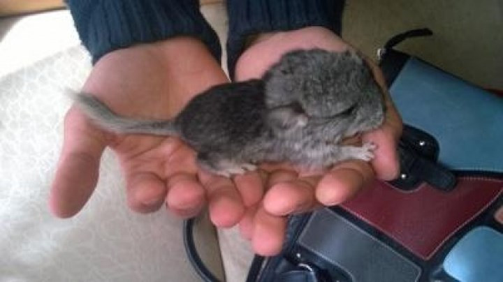 Một con sóc chinchilla 1 tuần tuổi. Ảnh: Brightside.me.