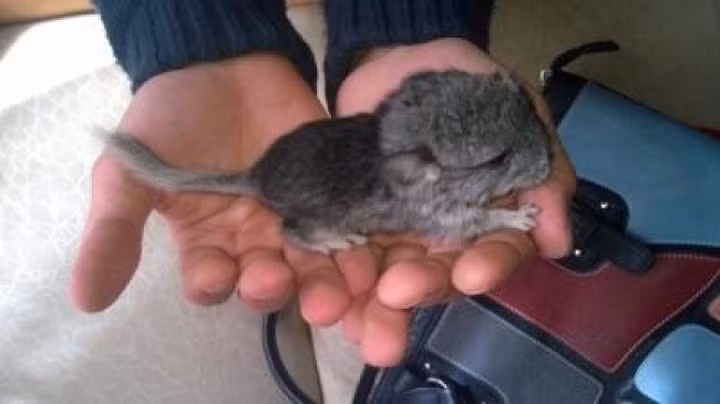 Một con sóc chinchilla 1 tuần tuổi. Ảnh: Brightside.me.