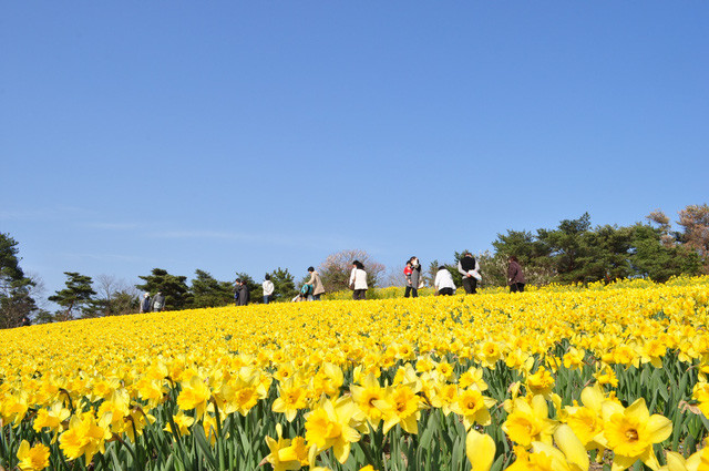 Đến Nhật nhớ khám phá ngọn đồi đẹp như cổ tích này ảnh 10