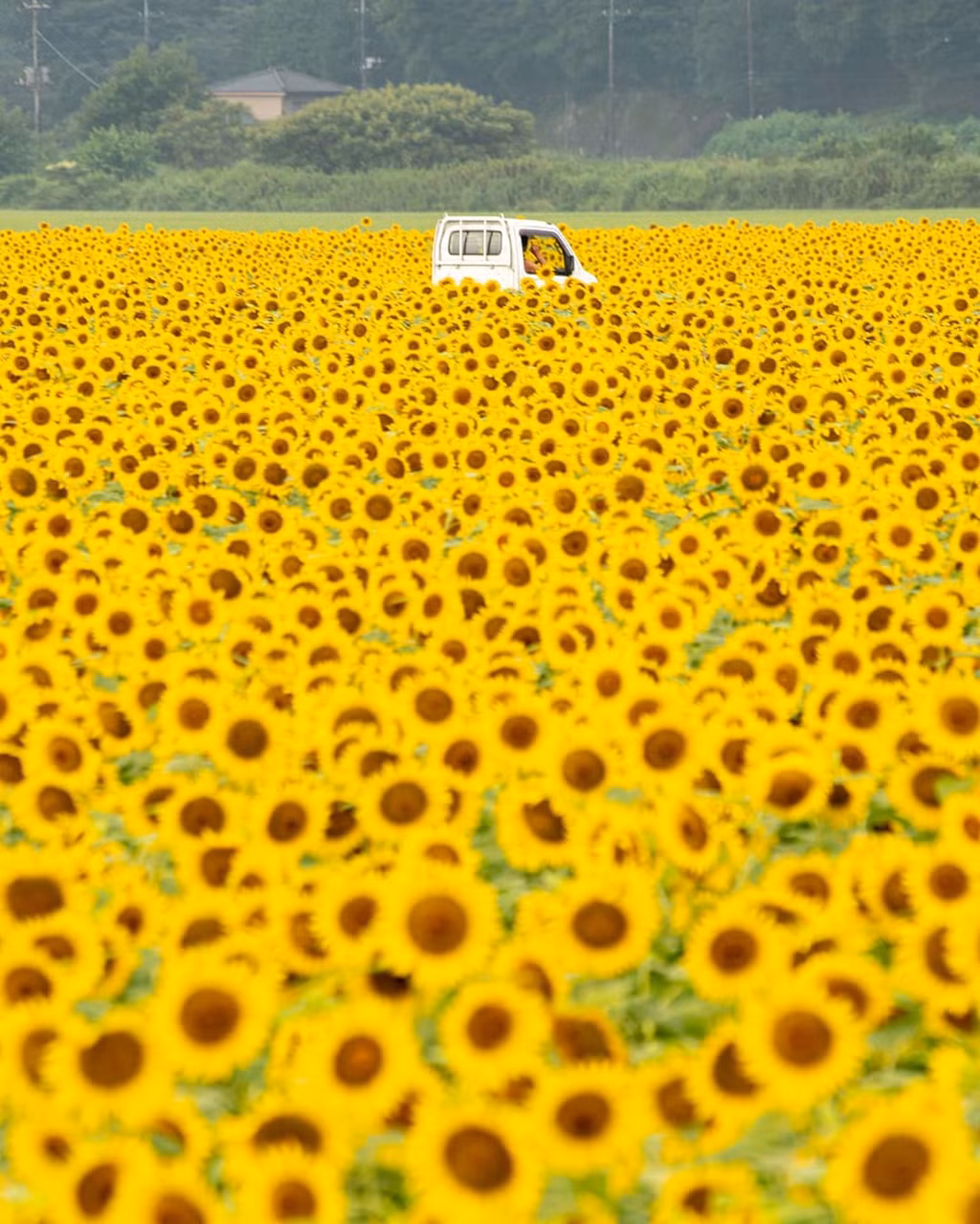 Ảnh: Fujio0205, keeesan1108.