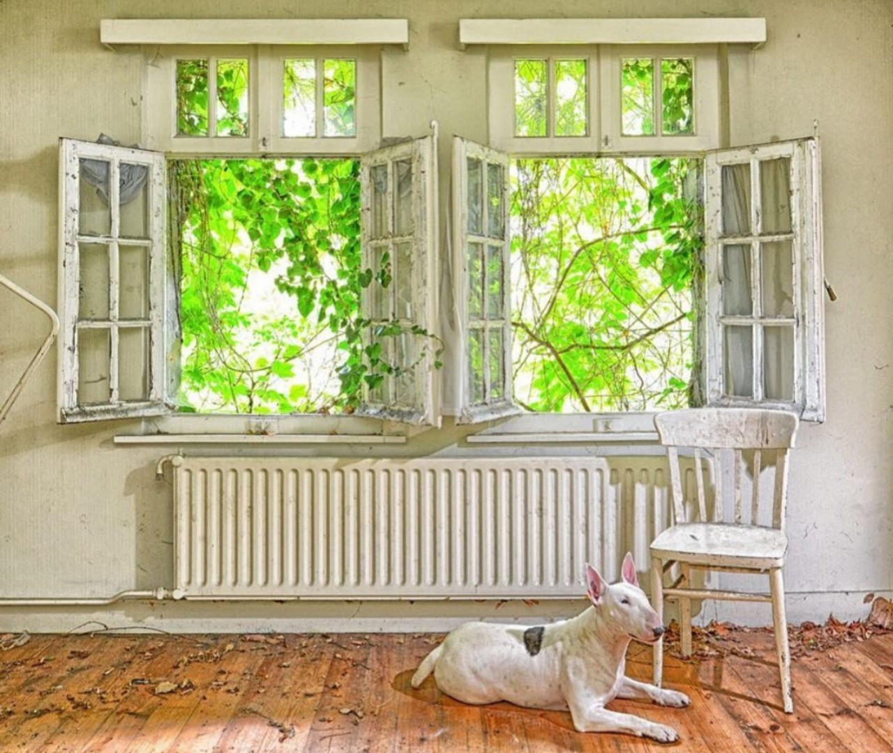 Những căn phòng bỏ hoang khiến người xem “dựng tóc gáy” nhưng cũng mang đầy tính nghệ thuật.