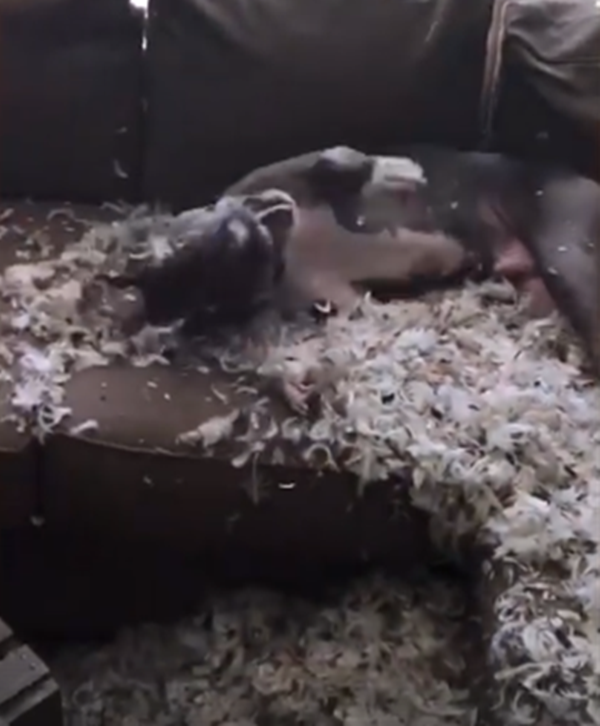 Còn chú chó Pablo này thì phá tan tành chiếc gối.