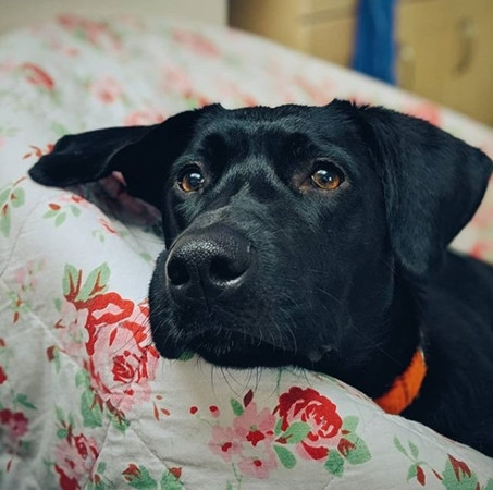 Chú chó nhà hàng xóm.