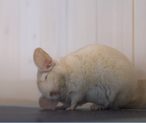 Chú sóc sin-sin màu trắng này đáng yêu không nào?