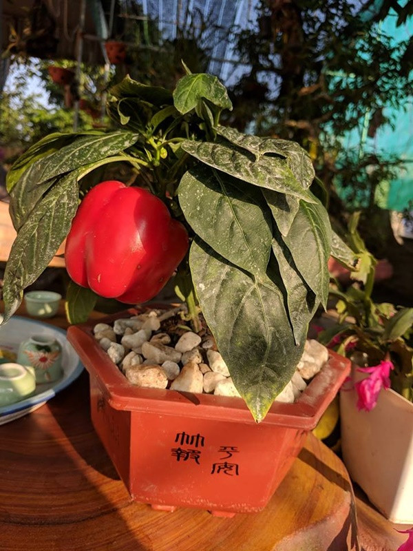 Ớt không chỉ để ăn, ớt còn để làm cảnh.