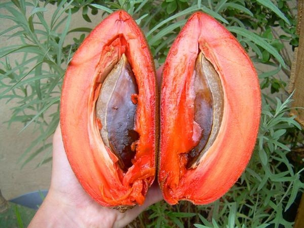 Loại quả này có màu đỏ lạ mắt.