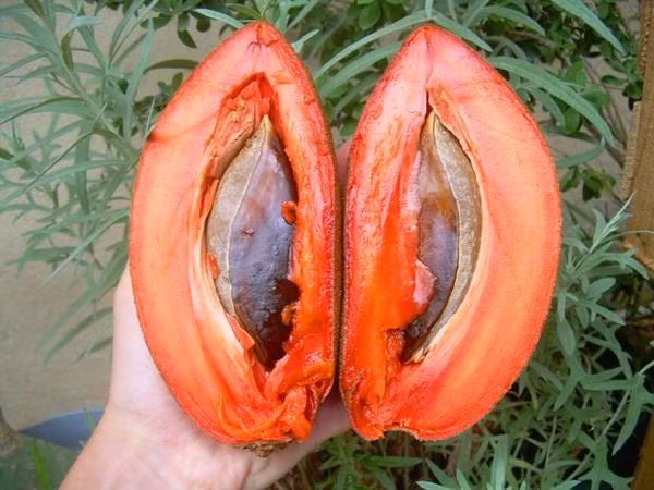 Loại quả này có màu đỏ lạ mắt.