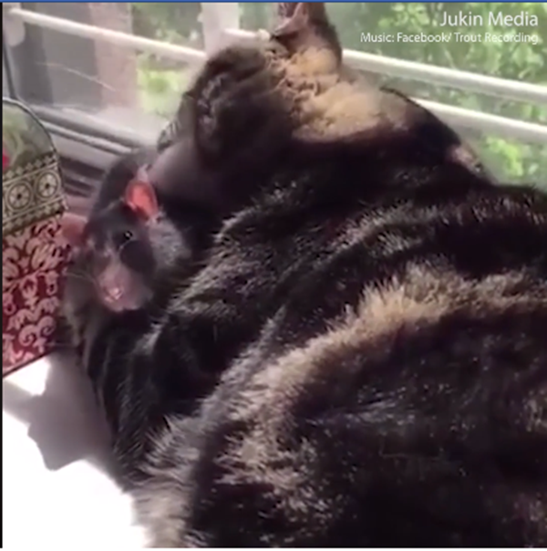 Chuột hamster vô cùng đáng yêu đấy.