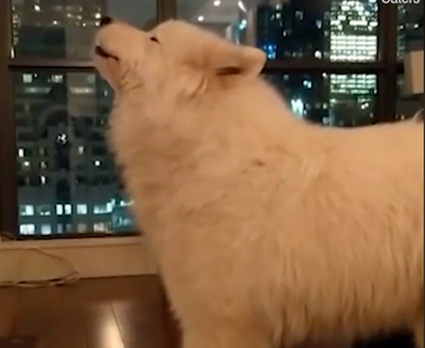 Phêu cùng tiếng nhạc.