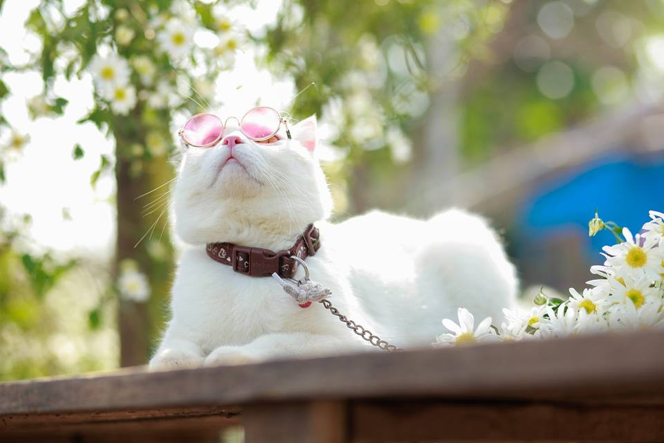 Mẫu có sẵn thần thái lại thêm phụ kiện kính mắt siêu "chất" thế này thì ảnh ngàn like cũng dễ hiểu thôi nha!