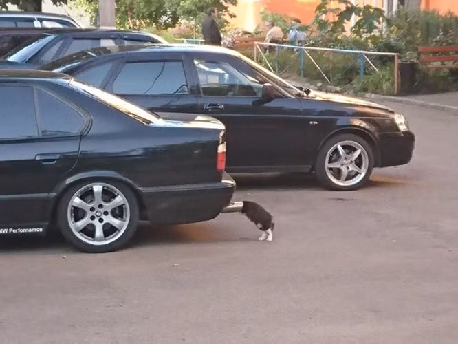 Phải chăng chú mèo này đang cố gắng để chứng minh cho câu ca dao rằng: "Nực cười châu chấu đá xe. Tưởng rằng chấu ngã ai dè xe nghiêng"?