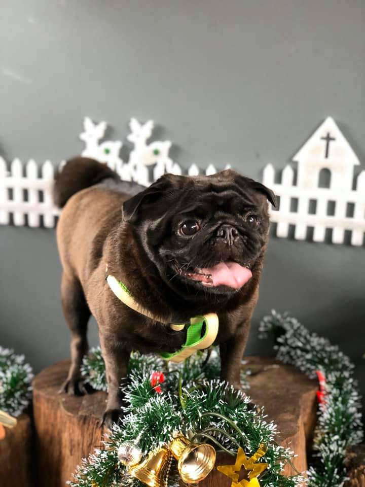 Ảnh: Juiicycat, Pet Coffee Garden.