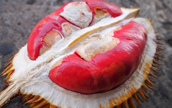 Loại sầu riêng này vỏ quả có màu vàng đặc trưng chứ không xanh như loại sầu riêng múi vàng. Vỏ thường nứt nhưng lại lâu hỏng nên phần múi sẽ không bị mềm nhũn, chảy nước hay có mùi khó chịu. (Ảnh: VTC News).