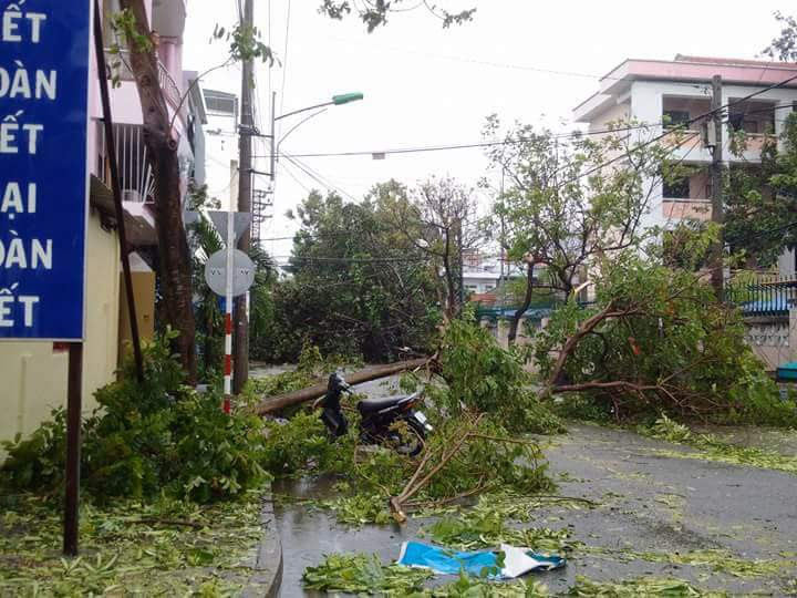 Cây đổ chặn lối kín đường đi cạnh trường Âu Cơ.