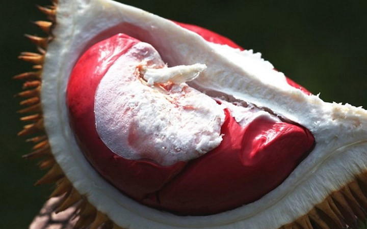 Phần cơm đỏ au như gấc chín của sầu riêng từ Malaysia. (Ảnh: KT).