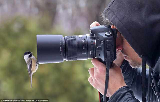 Chú chim nhỏ tìm chỗ đậu.