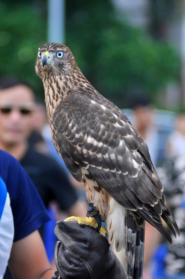 Một con Gos Hawk có giá khoảng 2.500 đô la. Đây là loại chim có kỹ năng săn mồi khá tốt. Chúng có đôi mắt sáng, bộ móng sắc và chiếc mỏ nhọn, giúp xác định và bắt con mồi một cách nhanh chóng.