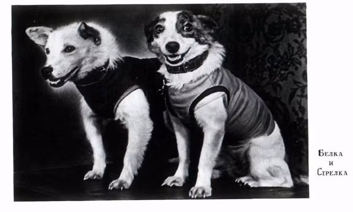 Bức ảnh về Strelka và Belka được lưu trữ trong viện bảo tàng ở Nga./.