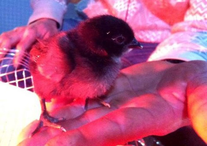 Người phương Tây tin rằng, khi nuôi gà đen Cemani trong nhà sẽ mang lại nhiều may mắn, nó sẽ che chở, bảo vệ cho gia đình và giúp vượng thế trong làm ăn. Vì thế mà giá trị của loại gà này rất cao. Ngay cả ở nước ngoài giá của nó cũng không hề rẻ. (Ảnh: Vietnamnet).