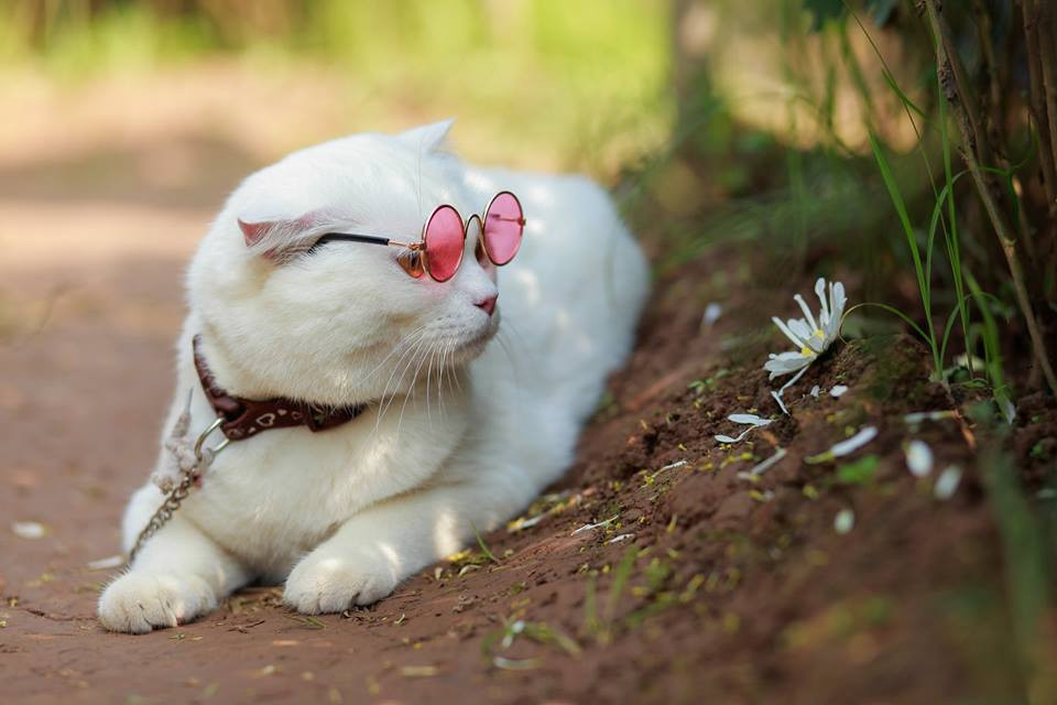 Người đẹp, hoa xinh tất sẽ làm nên một bức hình hoàn hảo!