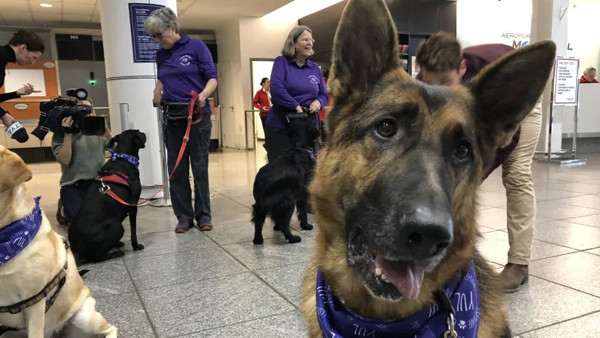 Chú chó giống chăn cừu Đức 6 tuổi, Taighe, đang ở sân bay Trudeau.