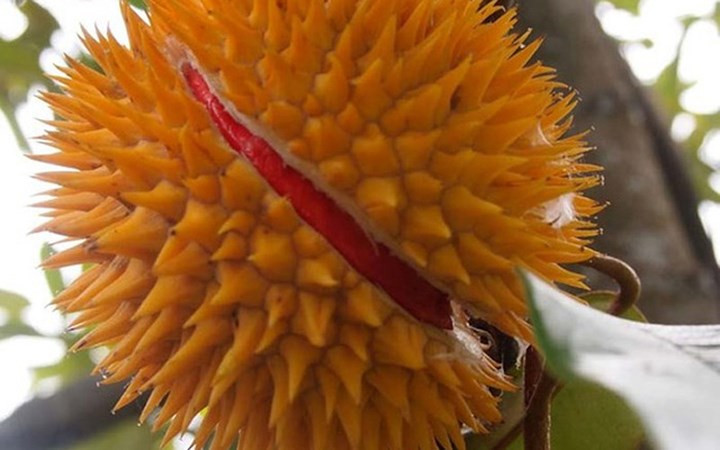 Bắt đầu từ tháng 7, sầu riêng đỏ được bán tại các chợ với giá 10 - 30 ringgit (MYR), tương đương 57.000 – 171.000 đồng một trái. Với trái nặng 0,8 -1kg thường được bán với giá 10 ringgit. (Ảnh: VTC News).