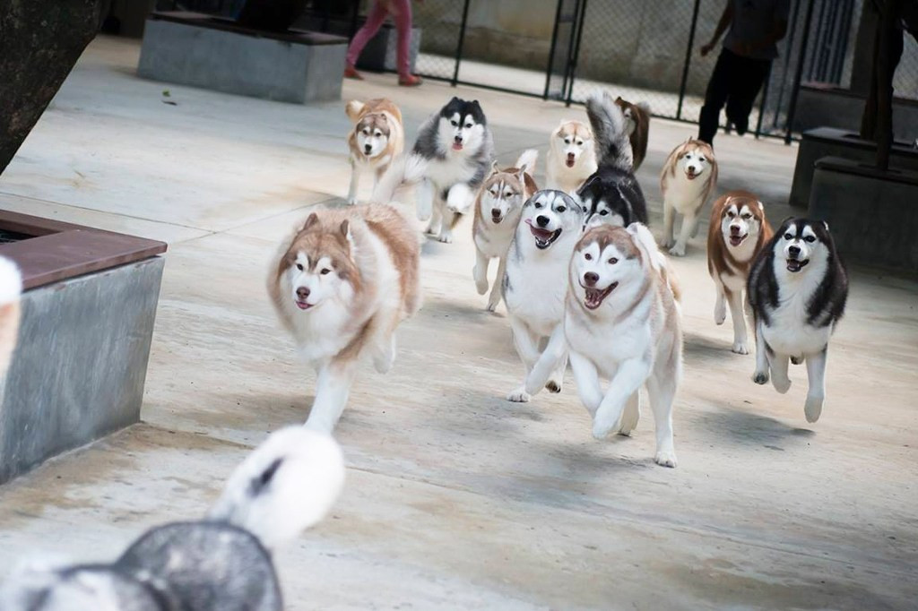 Nơi đây được mệnh danh là "thiên đường của loài chó".