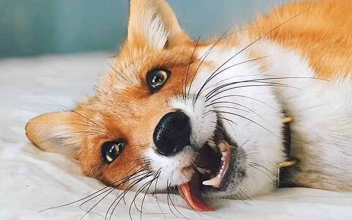 Chú cáo Juniper được mệnh danh là chú cáo hạnh phúc nhất thế giới.