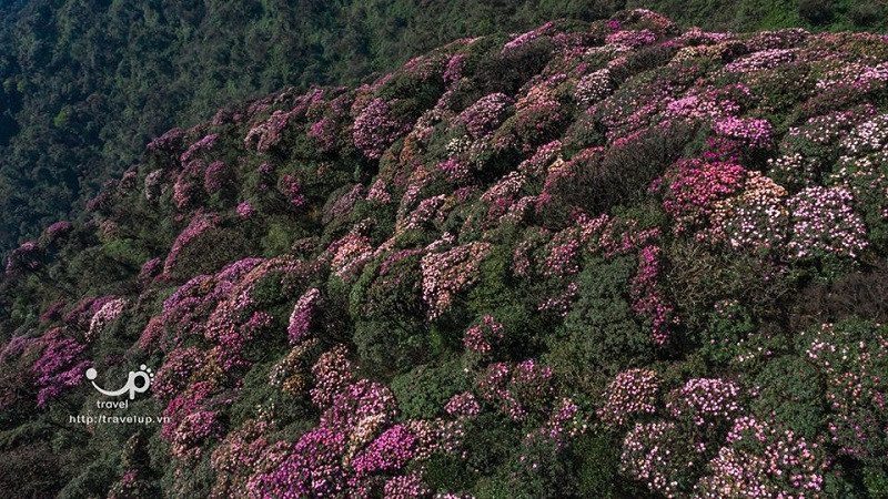 Hoa đỗ quyên nở thành rừng, tím cả một vùng trời. (Ảnh: Travel)