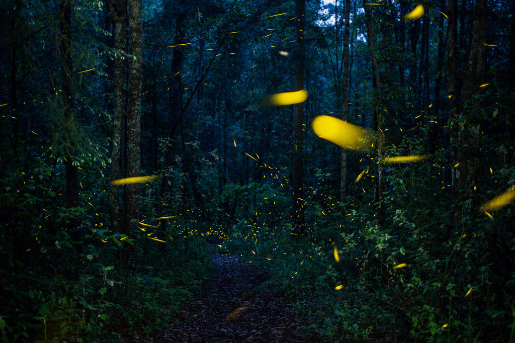 Ảnh: Kirsten Luce.