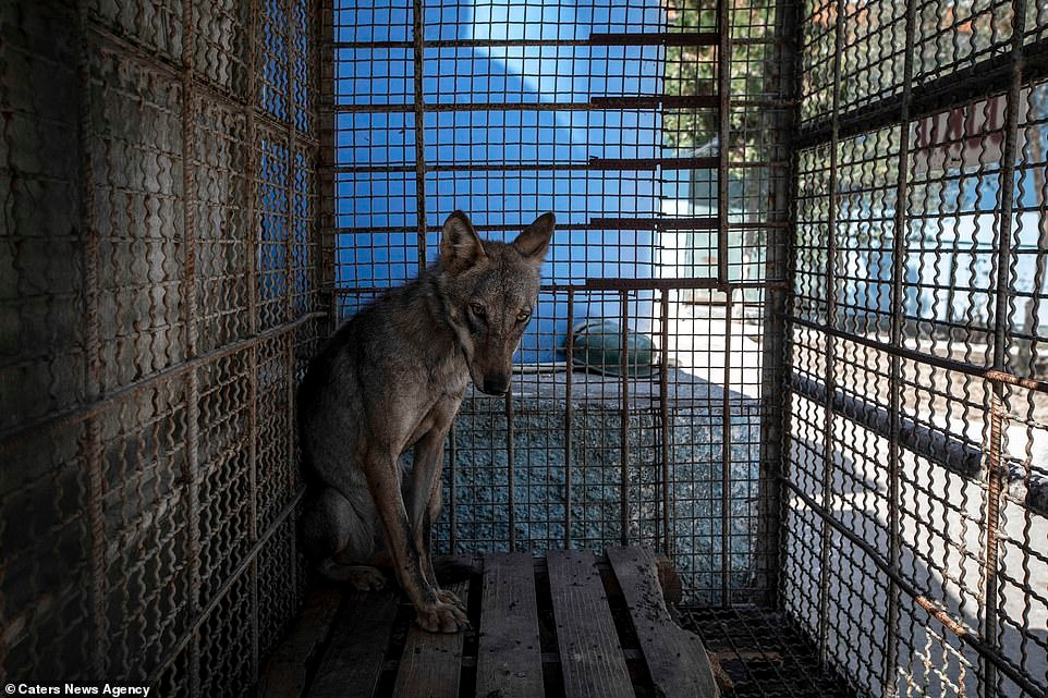 Chú chó sói ngồi khép nép trong chiếc chuồng chật hẹp.