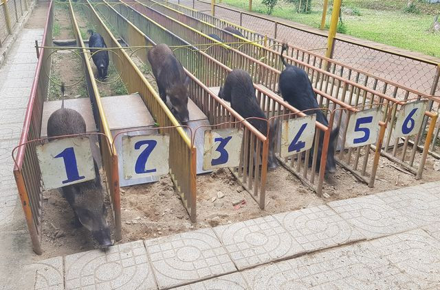 Con heo ở vị trí số 1 đã cán đích sớm.