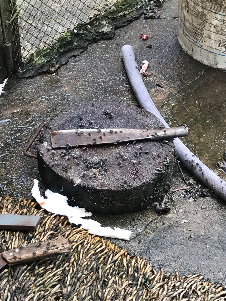 Dụng cụ chuẩn bị đồ ăn cho động vật thậm chí không được dọn dẹp, bám đầy ruồi nhặng, nằm ngổn ngang ngay lối đi tham quan.