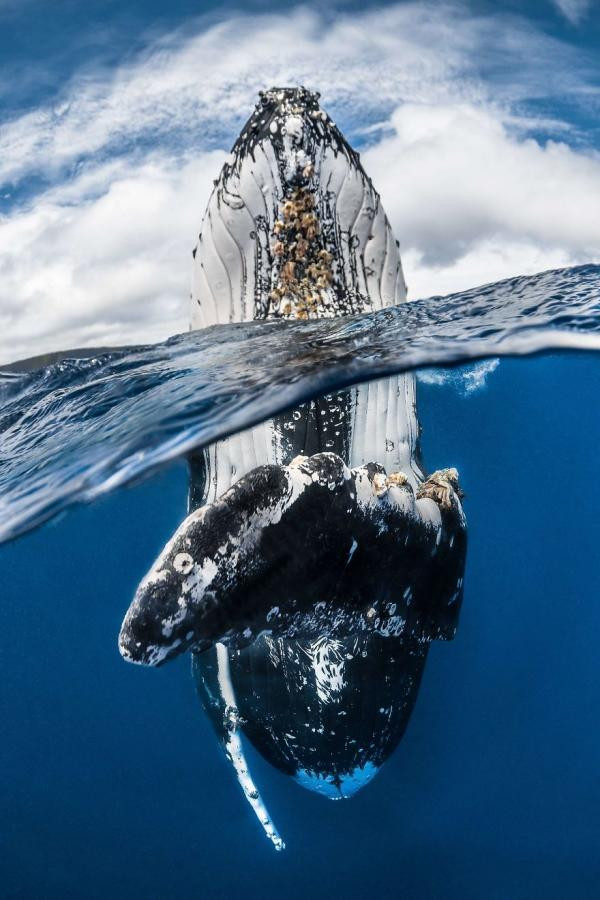 Humpback Whale Spy Hopping (Cá voi lưng gù lấy hơi) - Nhiếp ảnh gia Greg Lecoeur, Pháp.