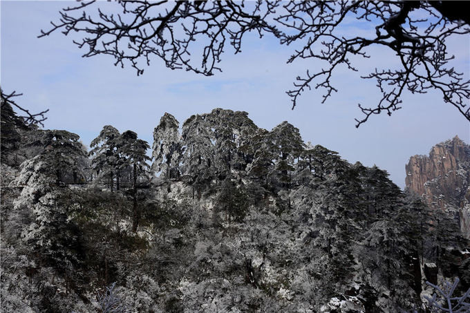 Những ngọn thông phủ đầy tuyết trên núi Hoàng Sơn.