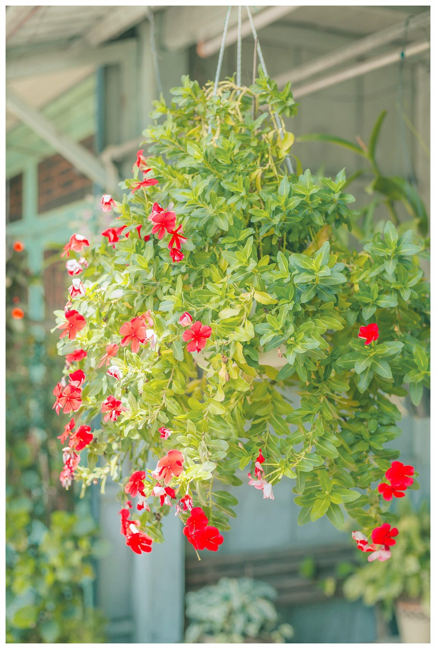 Được cô Tám chăm sóc rất tỉ mỉ nên loài hoa nào cũng đẹp và ngát hương.