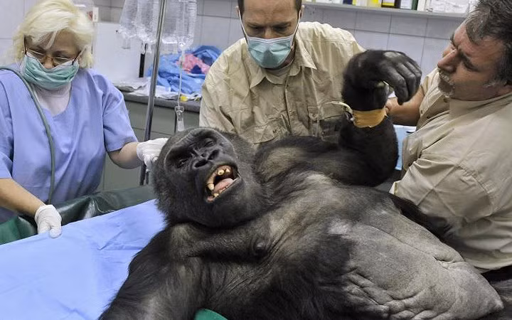 Liesel, con gorilla già nhất ở vườn thú Budapest, chuẩn bị được phẫu thuật u xơ tử cung tháng 1/2009.